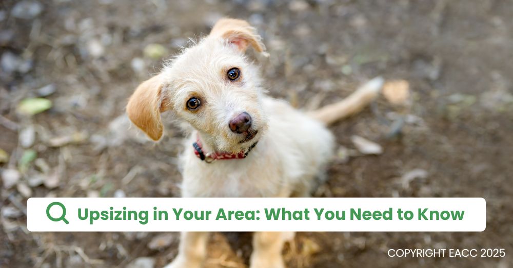 Different Types of Upsizers